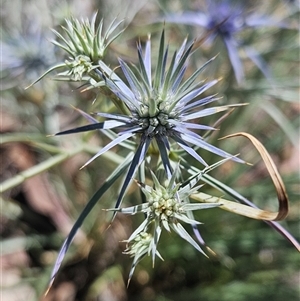 Eryngium ovinum at Oaks Estate, ACT - Today by BrianSummers