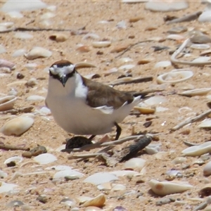 Anarhynchus ruficapillus at Bournda, NSW - 4 Dec 2025 by Jennybach