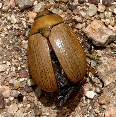 Anoplognathus brunnipennis (Green-tailed Christmas beetle) at  - suppressed by SteveBorkowskis