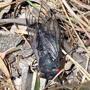 Psaltoda moerens (Redeye cicada) at Casey, ACT - Yesterday by SteveBorkowskis