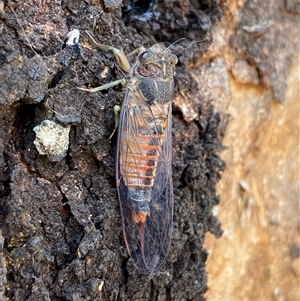 Yoyetta australicta (Southern Ticking Ambertail) by SteveBorkowskis