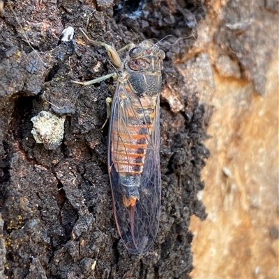 Yoyetta australicta (Southern Ticking Ambertail) at  - suppressed by SteveBorkowskis