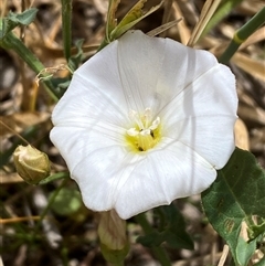 Convolvulus arvensis by SteveBorkowskis