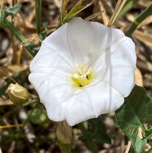 Convolvulus arvensis by SteveBorkowskis
