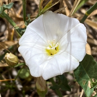 Convolvulus arvensis at  - suppressed by SteveBorkowskis