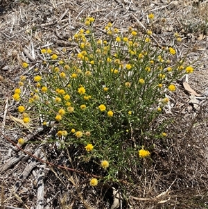 Calotis lappulacea at Hume, ACT - Today by SteveBorkowskis