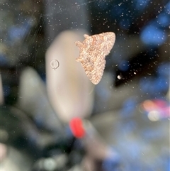 Phrissogonus laticostata (Apple Looper Moth) at Hall, ACT - 7 Dec 2025 by Rosie