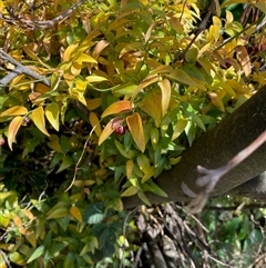 Unverified Climber or Mistletoe at Nicholls, ACT - 8 Dec 2025 by Rosie