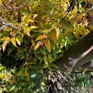 Unverified Climber or Mistletoe at Nicholls, ACT - Yesterday by Rosie