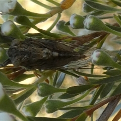 Yoyetta celis (Silver Princess Cicada) at Queanbeyan West, NSW - 7 Dec 2025 by Paul4K
