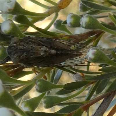Yoyetta celis (Silver Princess Cicada) at Queanbeyan West, NSW - 7 Dec 2025 by Paul4K