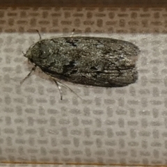 Philobota philostaura (A Concealer moth (Philobota group)) by Paul4K