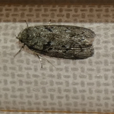 Philobota philostaura (A Concealer moth (Philobota group)) at  - suppressed by Paul4K