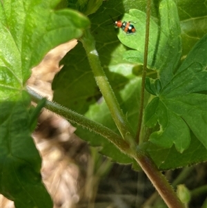 Dicranolaius bellulus (Red and Blue Pollen Beetle) at Nicholls, ACT - 7 Dec 2025 by Rosie