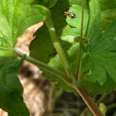 Dicranolaius bellulus (Red and Blue Pollen Beetle) at Nicholls, ACT - 7 Dec 2025 by Rosie