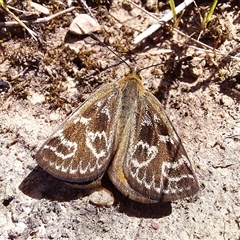 Synemon plana (Golden Sun Moth) at Forde, ACT - 28 Nov 2025 by Numbat