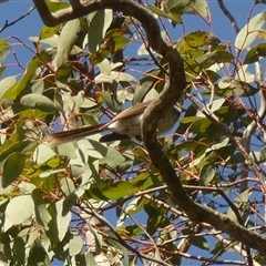 Microeca fascinans by Paul4K