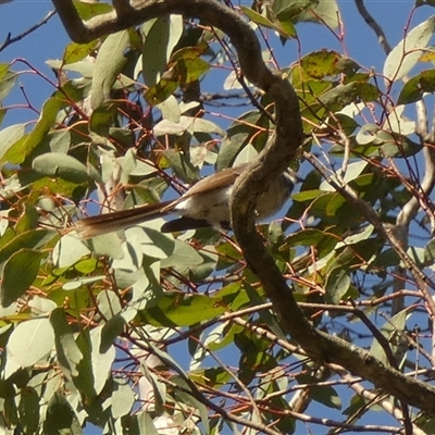 Microeca fascinans at  - suppressed by Paul4K