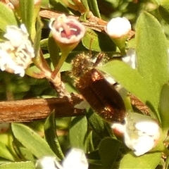 Phlogistus sp. (genus) (Clerid beetle) by Paul4K