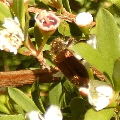 Phlogistus sp. (genus) (Clerid beetle) at  - suppressed by Paul4K