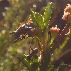 Obrida fascialis (One banded longicorn) by Paul4K