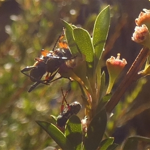 Obrida fascialis (One banded longicorn) by Paul4K
