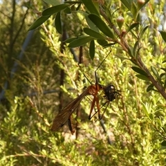 Unverified Crane fly, midge, mosquito or gnat (several families) by Paul4K