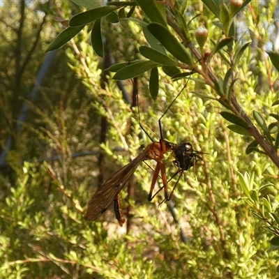 Unverified Crane fly, midge, mosquito or gnat (several families) at  - suppressed by Paul4K