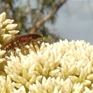 Phlogistus sp. (genus) (Clerid beetle) at Boro, NSW - 7 Dec 2025 by Paul4K