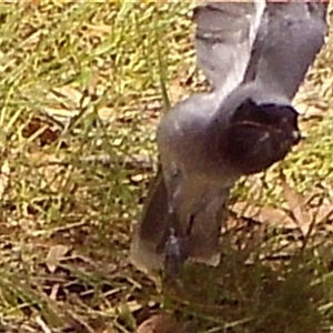 Unverified Bird of prey by Paul4K