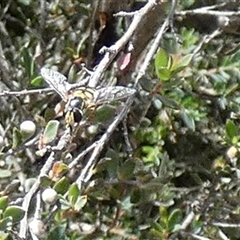 Unverified Hover fly (Syrphidae) by Paul4K