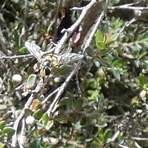 Unverified Hover fly (Syrphidae) by Paul4K