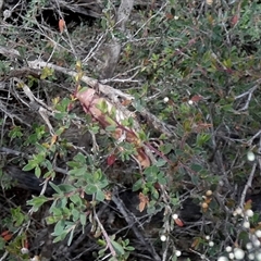 Goniaea australasiae (Gumleaf grasshopper) at Boro, NSW - 8 Dec 2025 by Paul4K