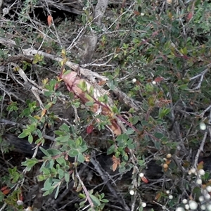 Goniaea australasiae (Gumleaf grasshopper) at Boro, NSW - Yesterday by Paul4K