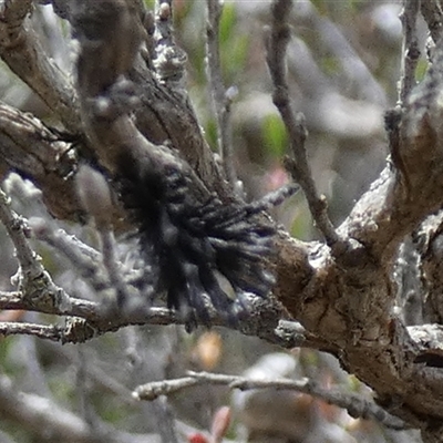 Unverified Other Plant Gall at  - suppressed by Paul4K