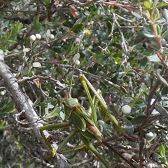 Chlorodectes baldersoni (A katydid) by Paul4K