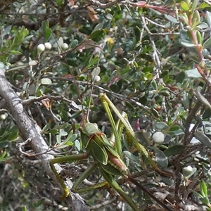Chlorodectes baldersoni (A katydid) by Paul4K