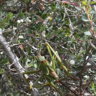 Chlorodectes baldersoni (A katydid) at  - suppressed by Paul4K