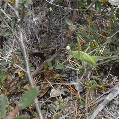 Polichne sp. (genus) (Small Grassland Katydid) by Paul4K