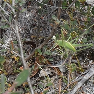 Polichne sp. (genus) (Small Grassland Katydid) by Paul4K