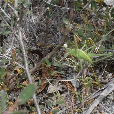Polichne sp. (genus) (Small Grassland Katydid) at  - suppressed by Paul4K