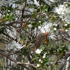 Harpobittacus (genus) (Hangingfly) by Paul4K