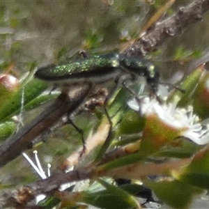 Eleale aspera (Clerid beetle) by Paul4K