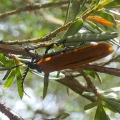 Porrostoma rhipidium (Long-nosed Lycid (Net-winged) beetle) at Boro, NSW - 8 Dec 2025 by Paul4K