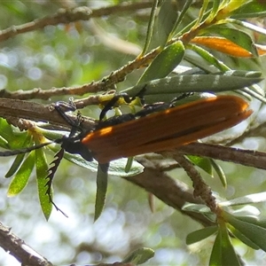 Porrostoma rhipidium (Long-nosed Lycid (Net-winged) beetle) at Boro, NSW - Yesterday by Paul4K