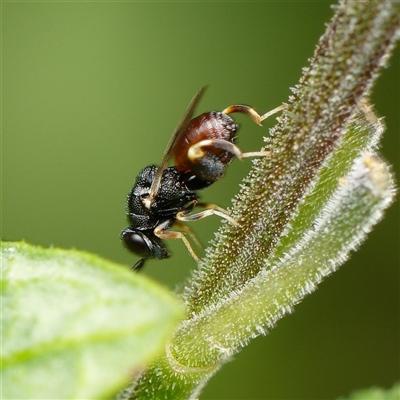 Chalcididae (family) at Downer, ACT - Today by RobertD