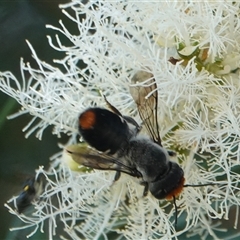 Megachile erythropyga at Hall, ACT - Yesterday by Anna123