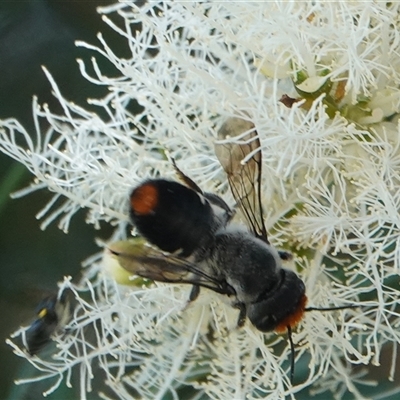 Megachile erythropyga at Hall, ACT - Yesterday by Anna123
