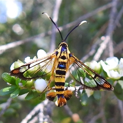 Ichneumenoptera chrysophanes (Clearwing Persimmon Borer) at Acton, ACT - Yesterday by HelenCross