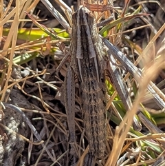 Unverified Grasshopper (several families) by HelenCross